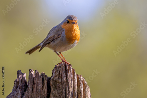 Canvas Print Robin on a wooden pole in a forest