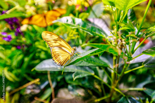 Beautiful butterfly photo