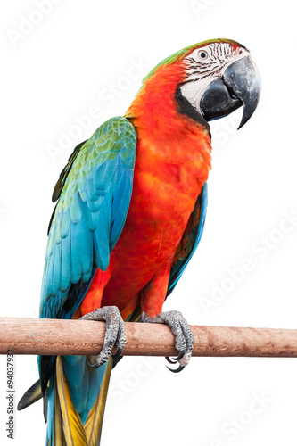 red macaw isolated on white background