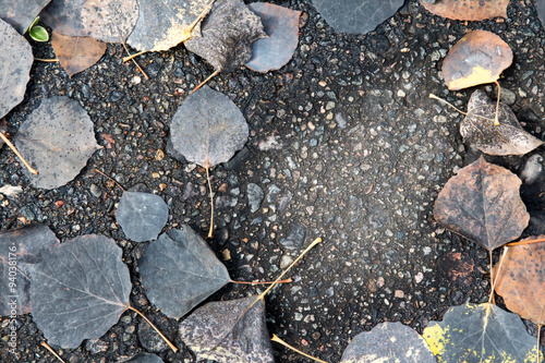 Wallpaper Mural Black decaying autumn leaves on asphalt Torontodigital.ca