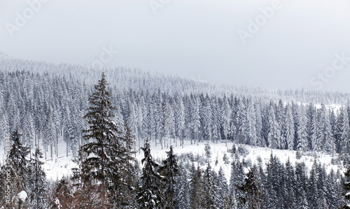 Winter landscape with snowy fir trees