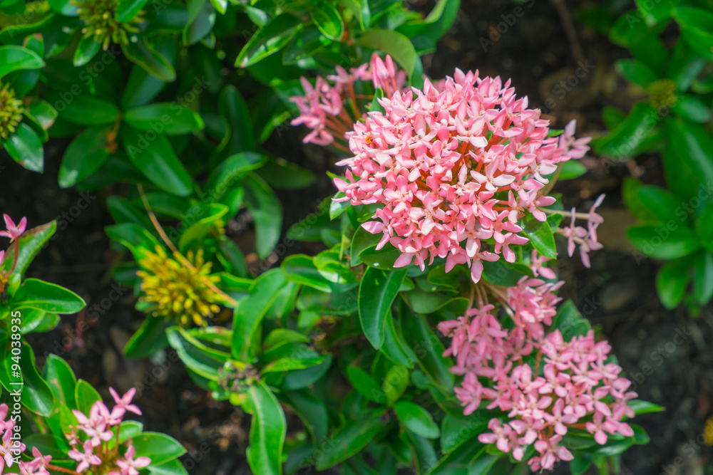 pink Ixora Flower pink Ixora Flower
