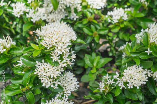 white Ixora Flower