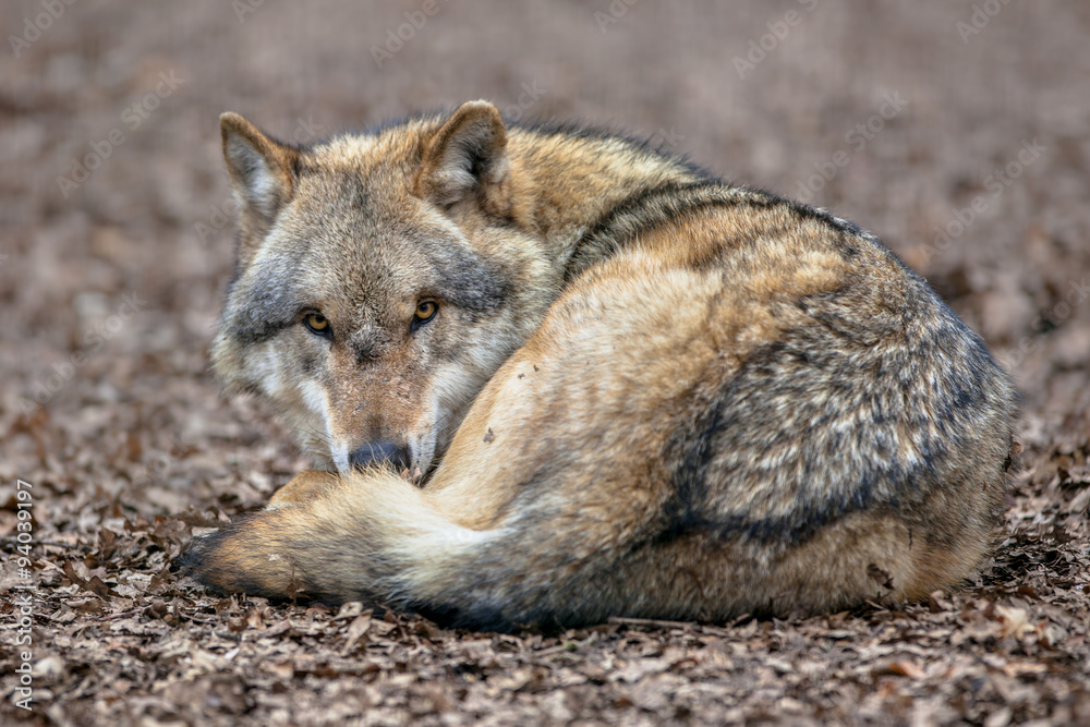 Dangerous Grey Wolf resting on the ground Dangerous Grey Wolf resting on the ground