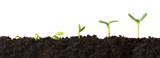 Growth Sequence - A sequence of seedlings growing progressively taller, isolated against a white background.