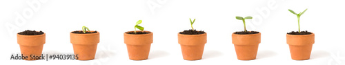 A sequence of a seedling sprouting and growing in terra cotta pots - concept for growth