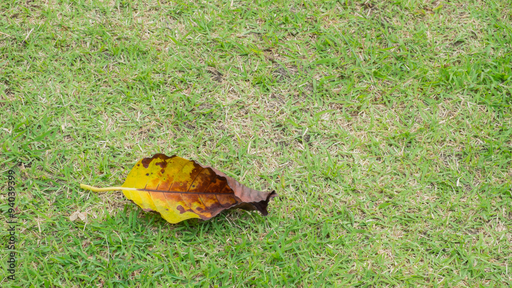 Obraz premium autumn leaves on grass