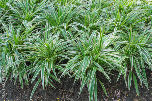 variegated mondo grass