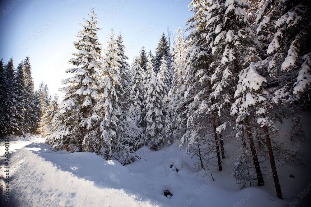 Fototapeta premium Winter landscape with snowy fir trees