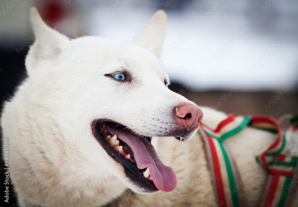 Obraz premium Husky portrait