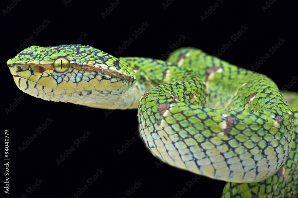 Temple viper (Tropidolaemus wagleri Temple viper (Tropidolaemus wagleri