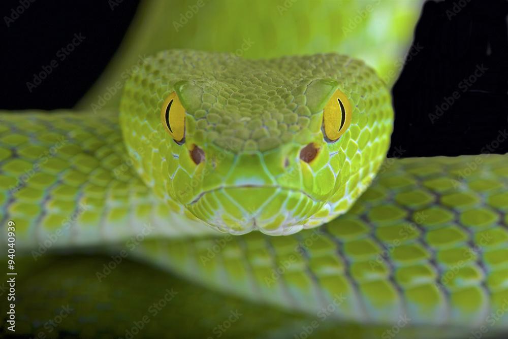 Fototapeta premium Large-eyed pitviper (Trimeresurus macrops)