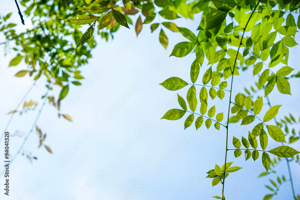 vine and blue sky vine and blue sky