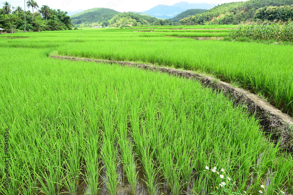Obraz premium Rice field with mountain background under sky with cloud