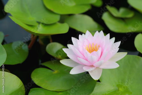 Pink lotus in a pond with bloom in the Morning.