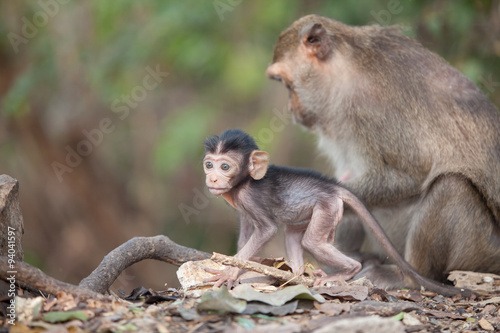 monkey