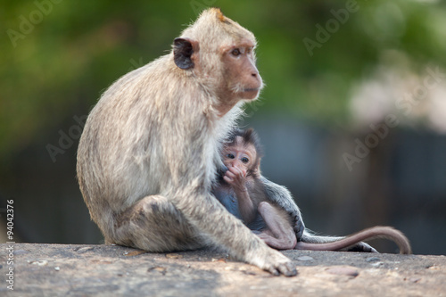 Photography monkey