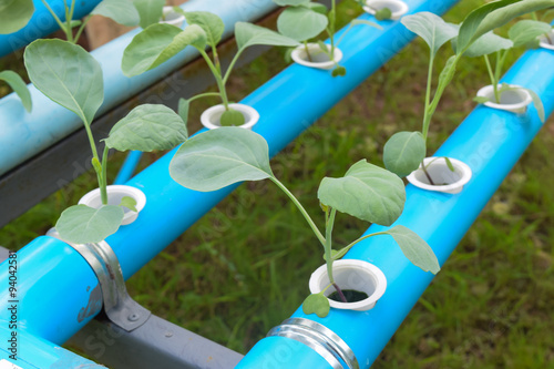 Agriculture Industry of young green hydroponics vegetable