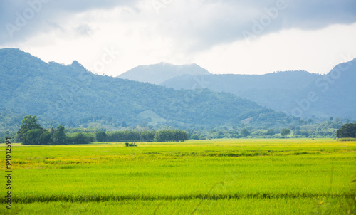 Gold rice field with the blue sky. © nagritsamon