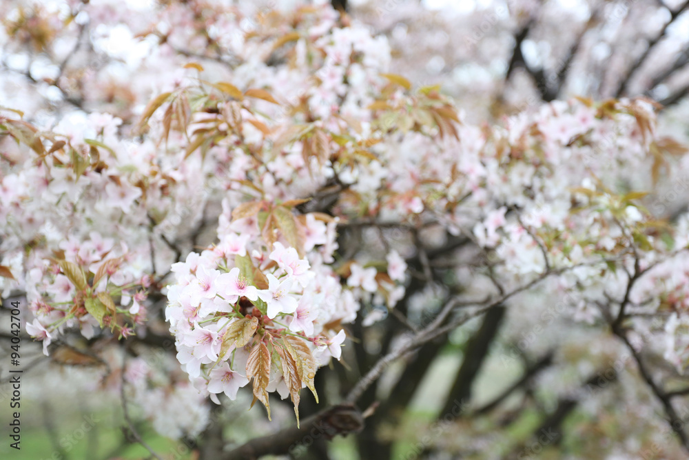 white sakura flower or cherry blossoms.