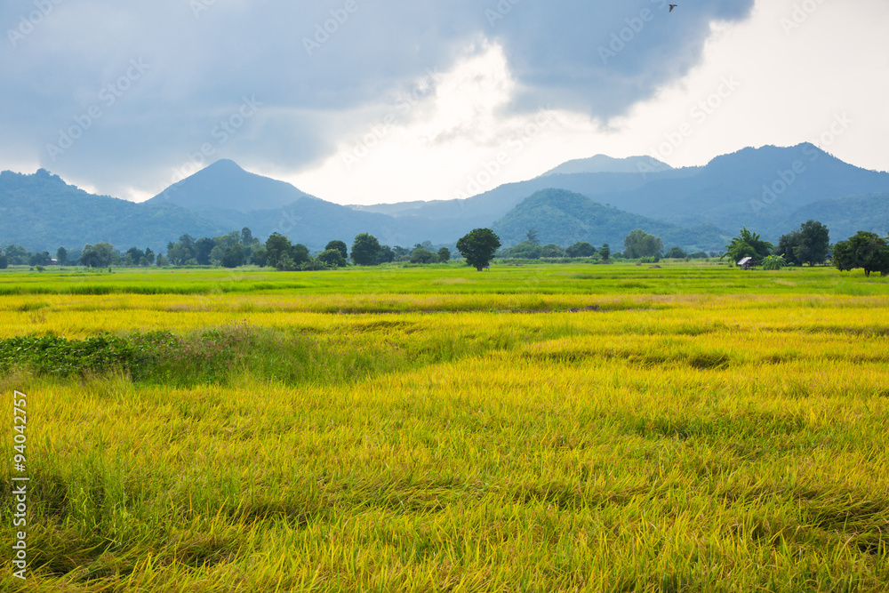 Fototapeta premium Gold rice field with the blue sky.