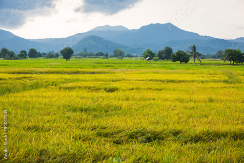 Gold rice field with the blue sky.