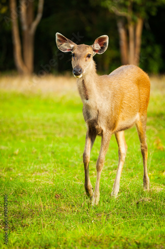 Fototapeta Naklejka Na Ścianę i Meble -  Deer walking in the summer forest