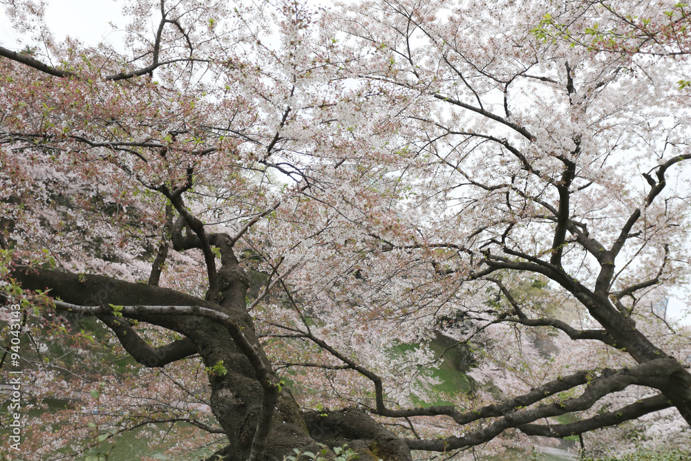 Sakura flower or cherry blossoms in Japan.