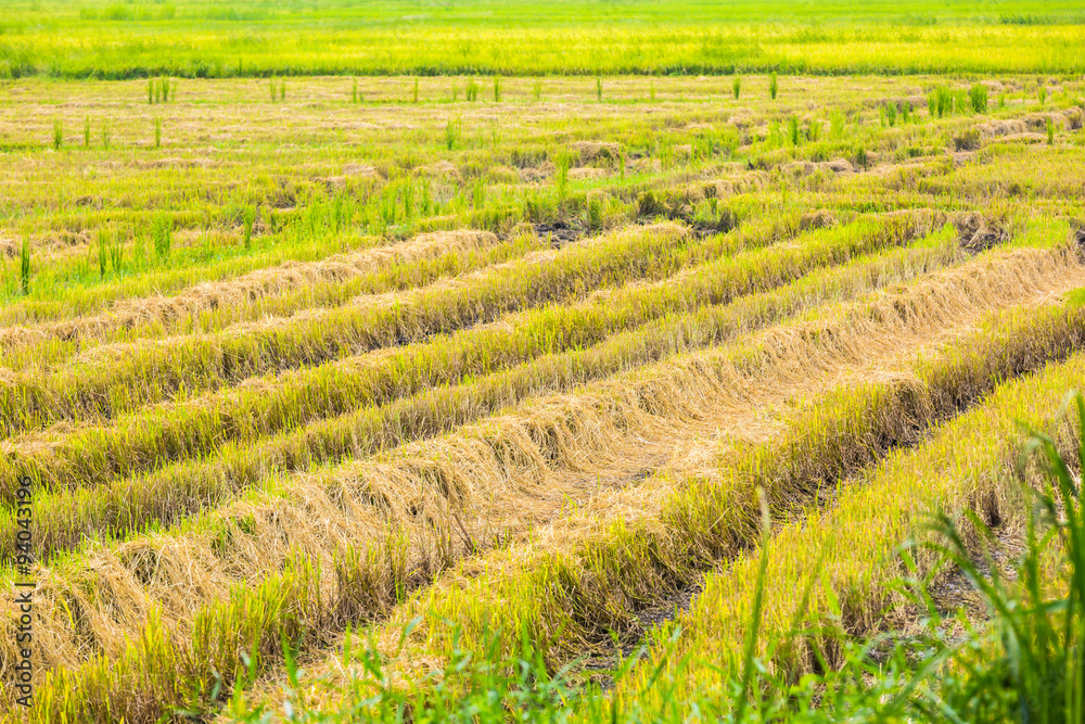 Ricefield after harvest.