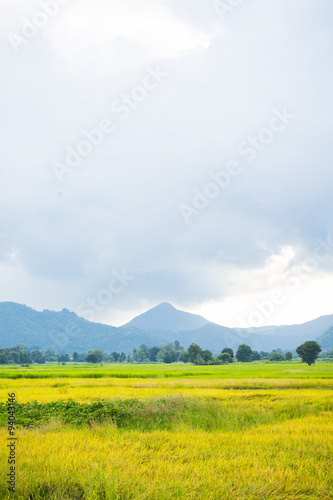 Gold rice field with the blue sky.