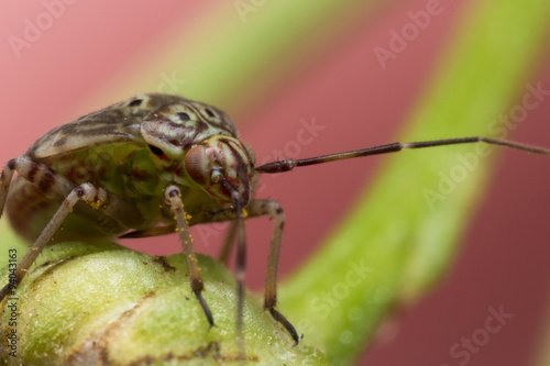 Canvas-taulu Tarnished Plant Bug on Green Flower Stem