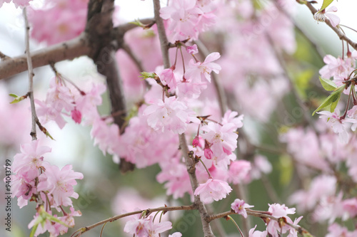 Pink Sakura flower or cherry blossoms.