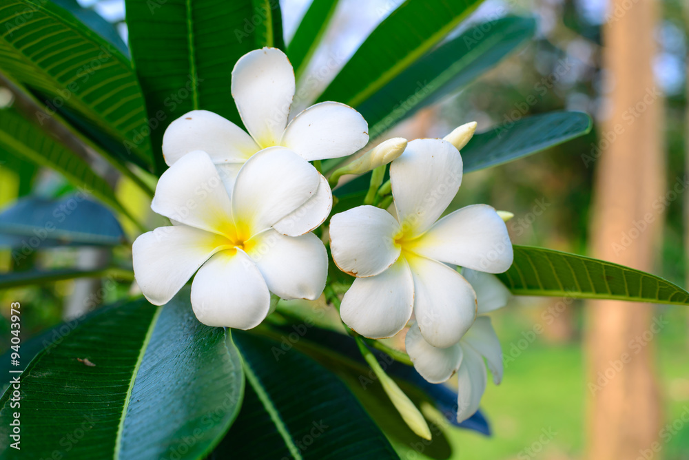 Fototapeta premium white and yellow frangipani flowers with leaves in background.
