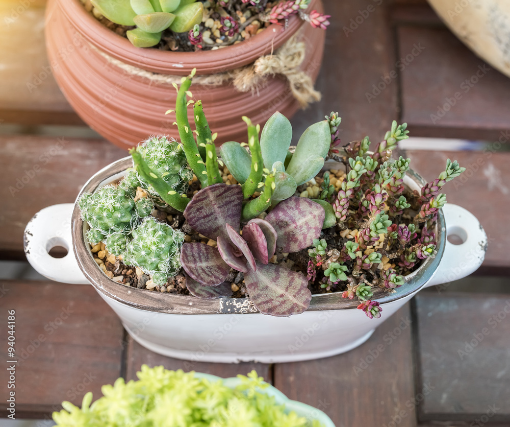 Miniature succulent plants Miniature succulent plants