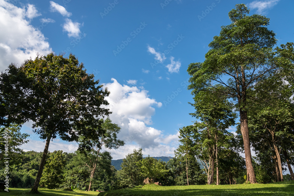 the beautiful forest in blue sky the beautiful forest in blue sky
