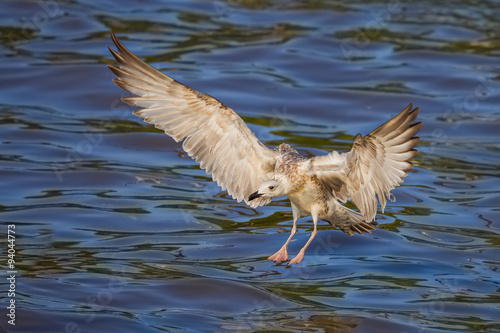 Full open wings young Mongolian Gull(Larus mongolicus) flying photo