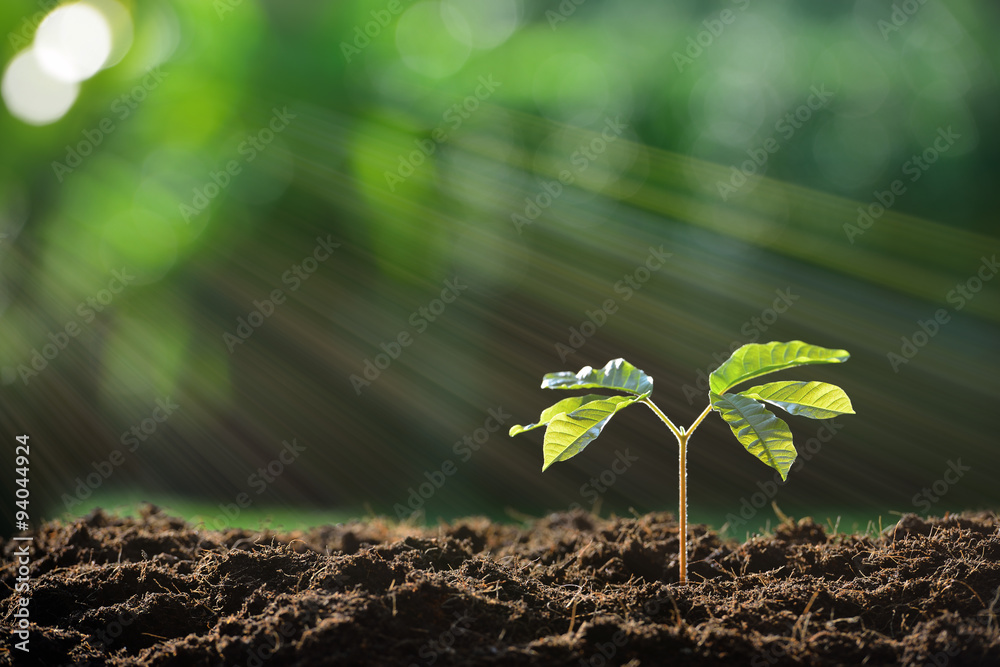 Young plant in the morning light on nature background - obrazy, fototapety, plakaty 