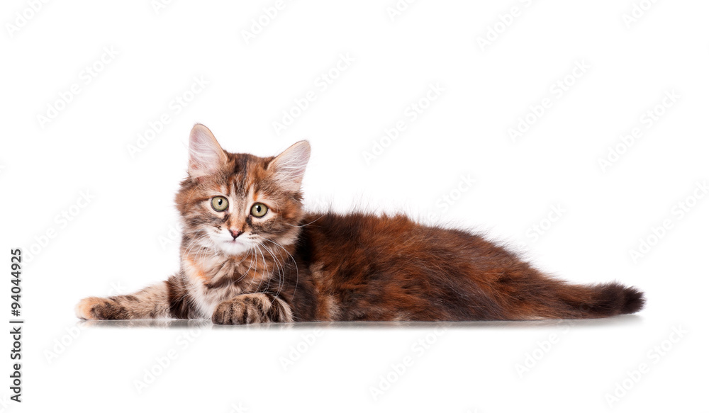 Obraz premium Cut cat