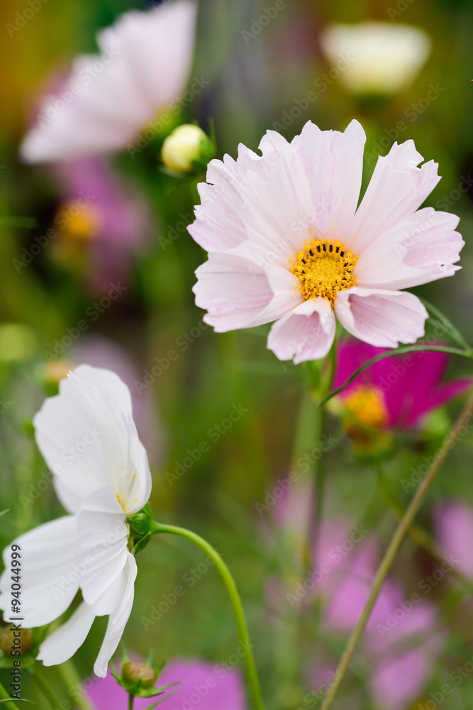 Fototapeta premium SeaShell Cosmos flower 