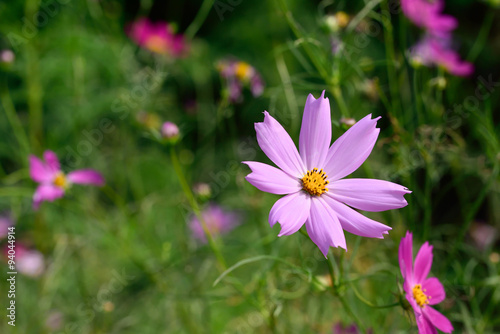 Cosmos flower

