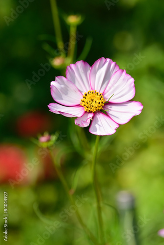 Cosmos flower