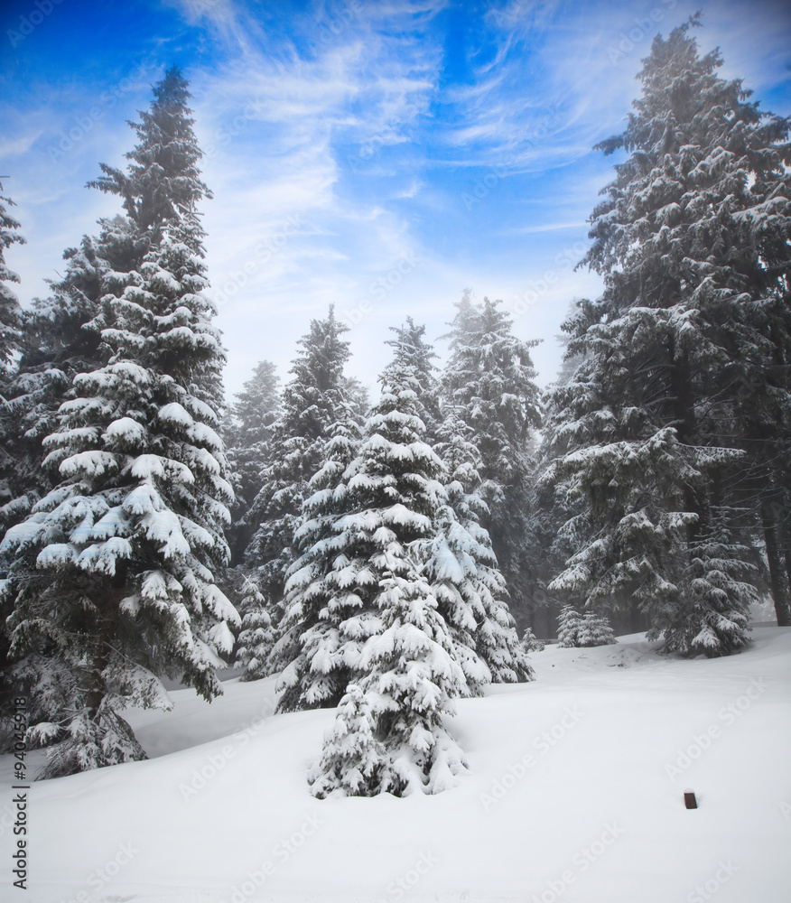 Fototapeta premium Christmas background with snowy fir trees