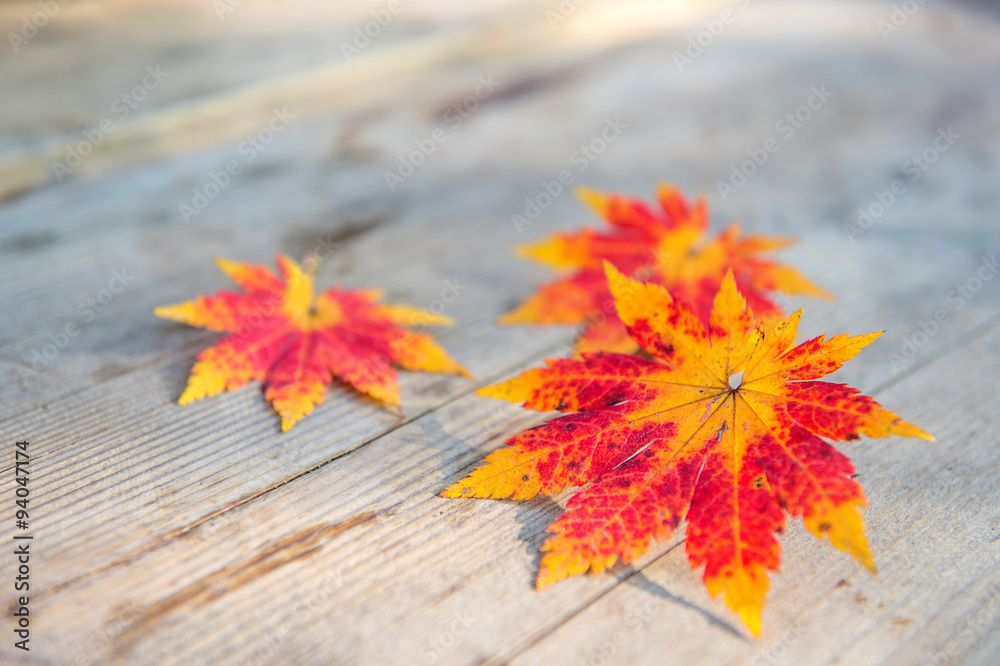 Obraz premium Autumn maple leaves on wooden background.