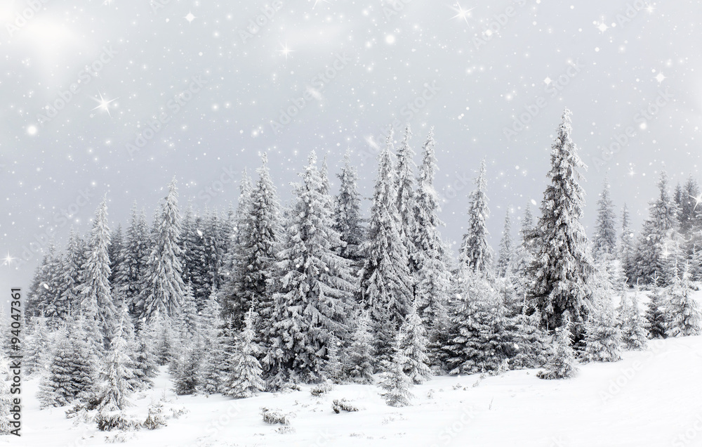 Christmas background with snowy fir trees Christmas background with snowy fir trees
