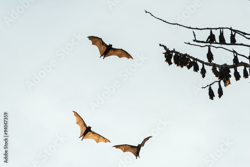 Little red flying-foxes roosting on a tree and in flight.