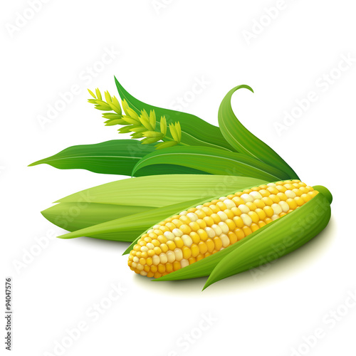 Cobs of yellow colourful Indian corn on white background