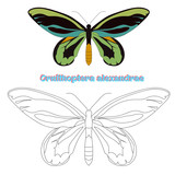 Educational game coloring book  butterfly vector