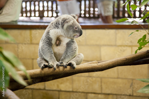 Canvas Print Koala on a branch