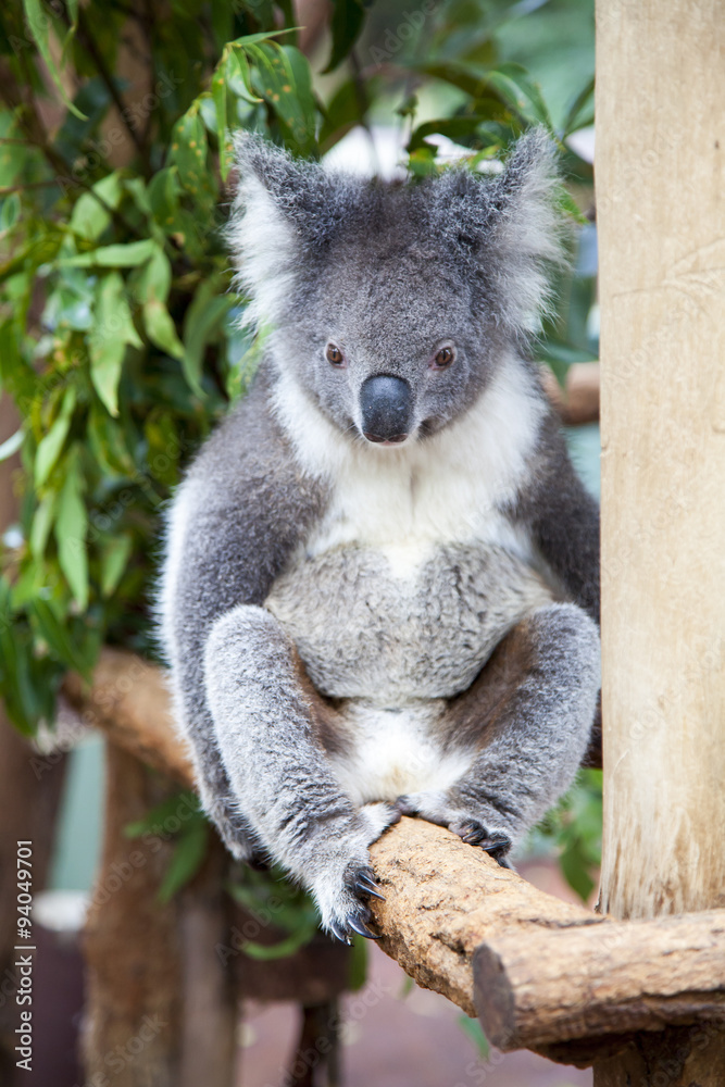 Obraz premium Koala in a tree