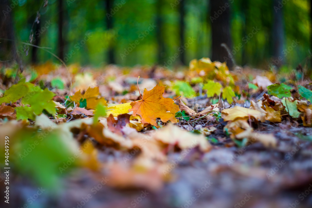 closeup autumn forest glade